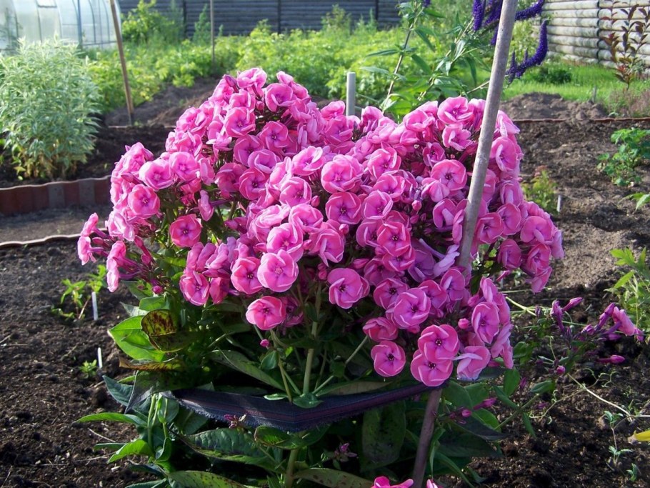 Клумба Мальва дельфиниум Хоста Флоксы рудбекия