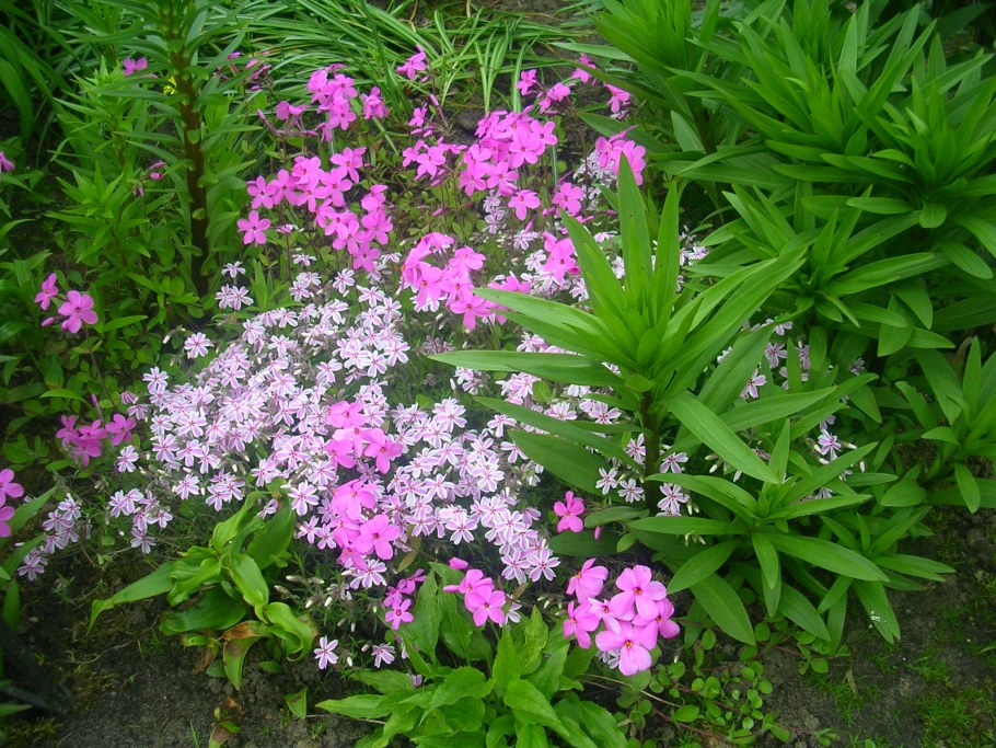 Флокс шиловидный Candy Stripes