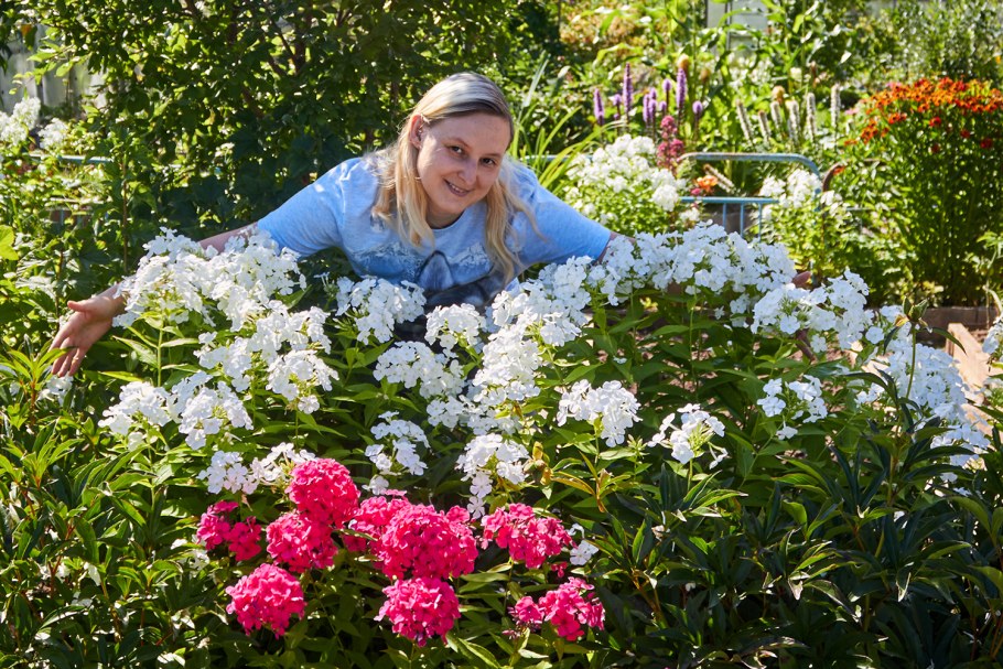 Цветы Флоксы цикламены