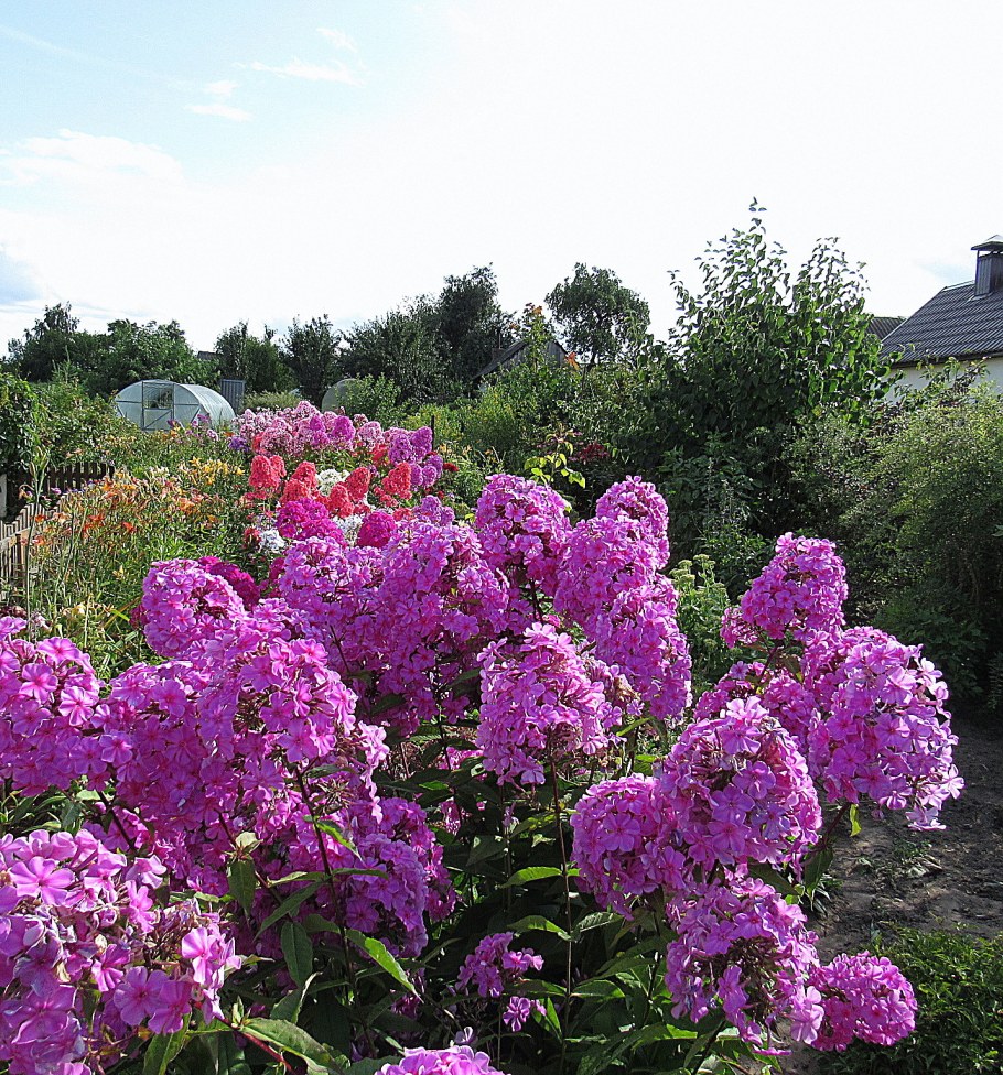 Пейзаж с флоксами