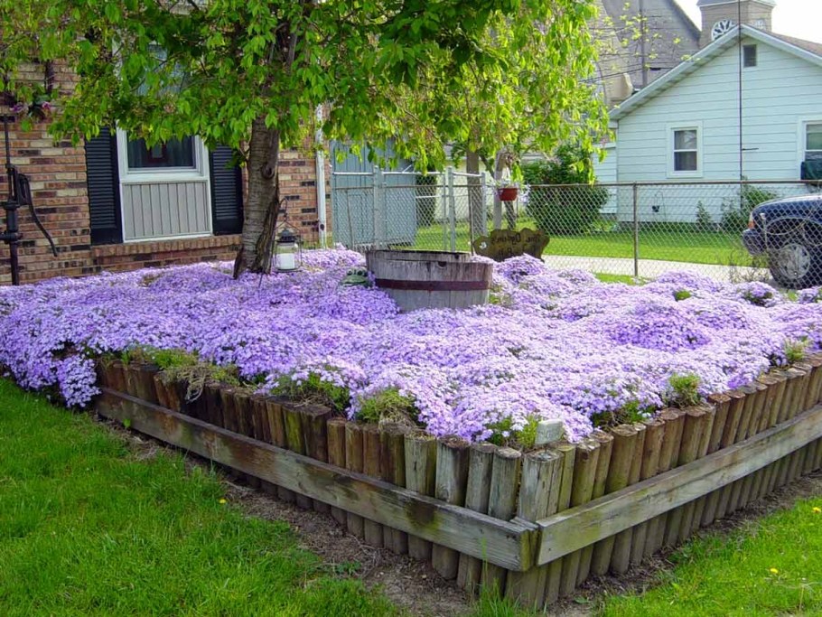 Флокс метельчатый Арлекин