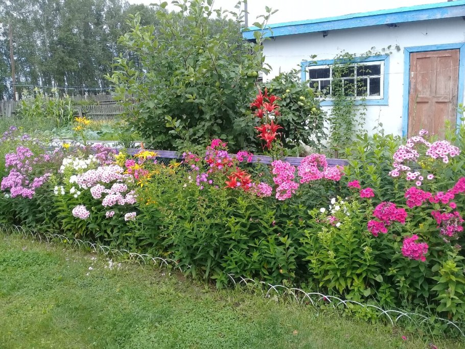 Флоксы цветущие в мае