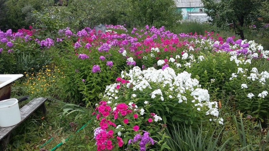 Флоксы многолетники