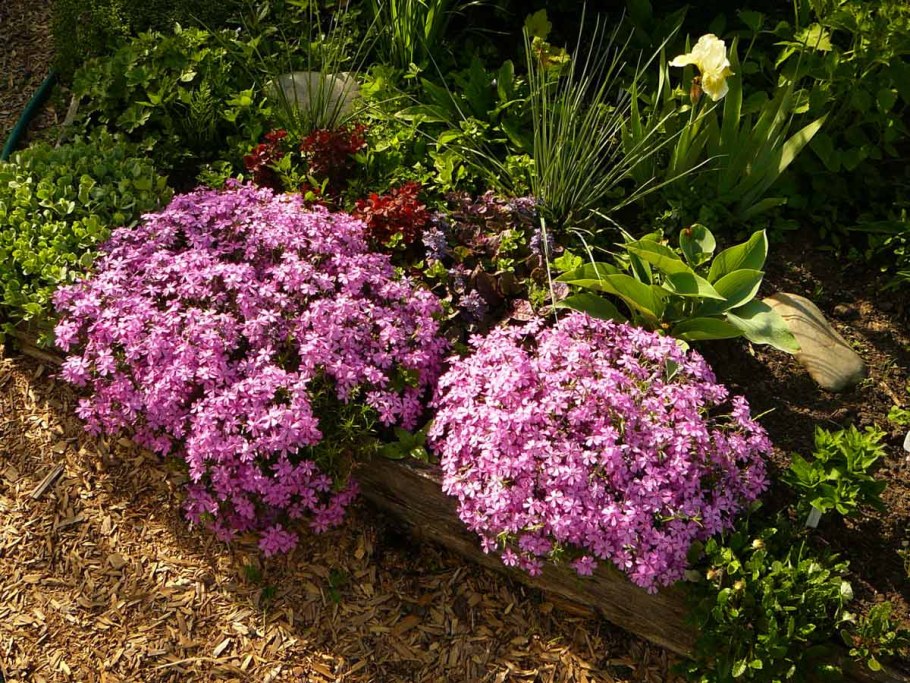 Флокс шиловидный на клумбе