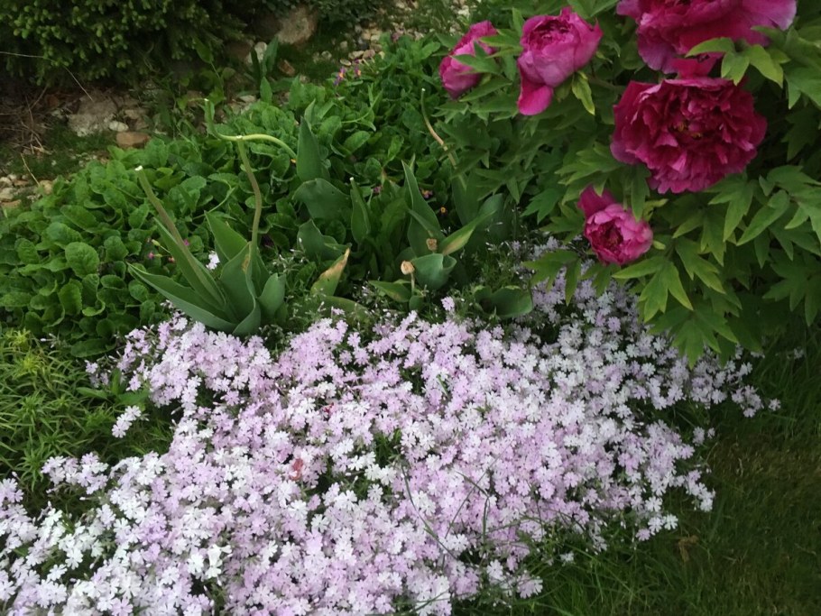 Флоксы на грядке