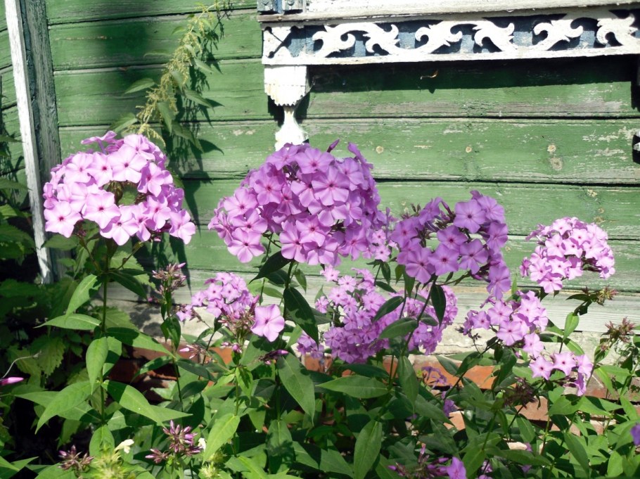 Флокс шиловидный вдоль дорожек