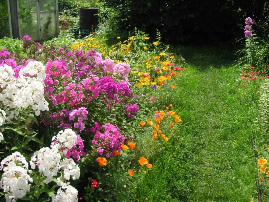 Цветник лилейники Флоксы хосты