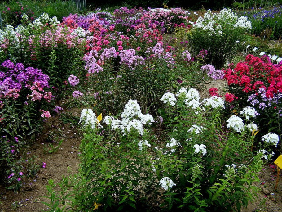 Клумба Флоксы астильба хризантемы