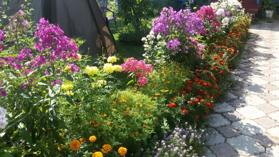 Флокс шиловидный в миксбордере