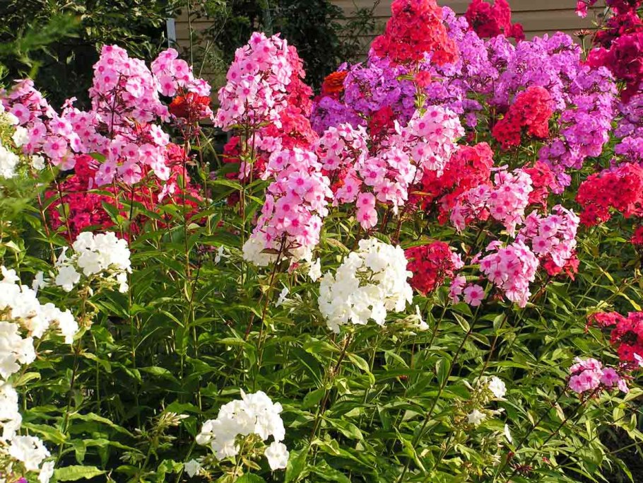 Рабатка с флоксами