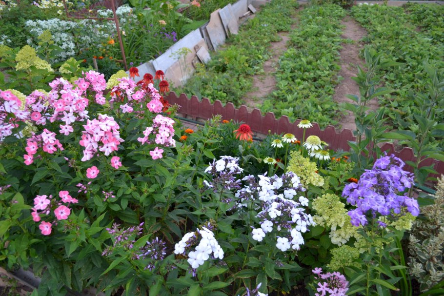 Флокс шиловидный на клумбе