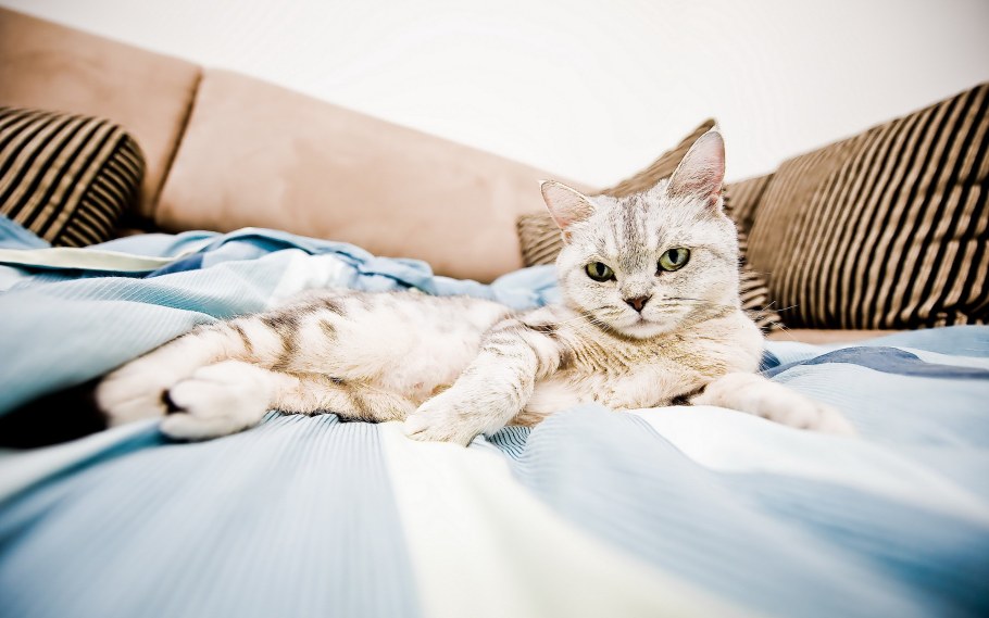 Красивые коты