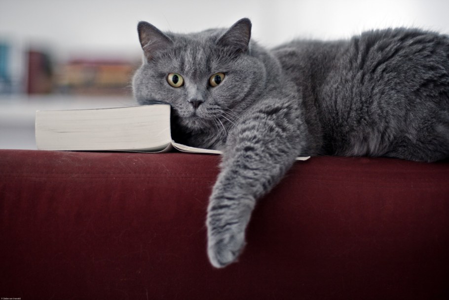 Спящий британский кот