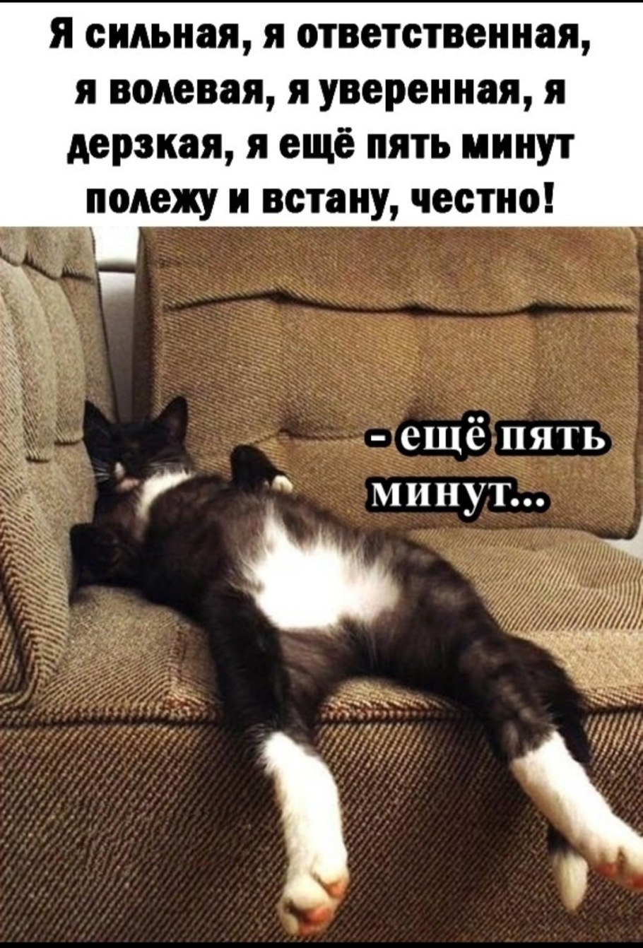 Толстый ленивый кот