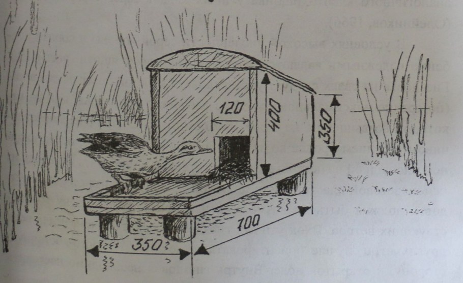 Чертеж размер гнезда для индоуток