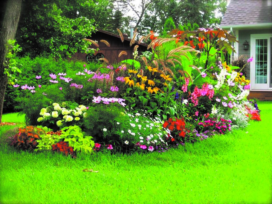 Космея в миксбордере