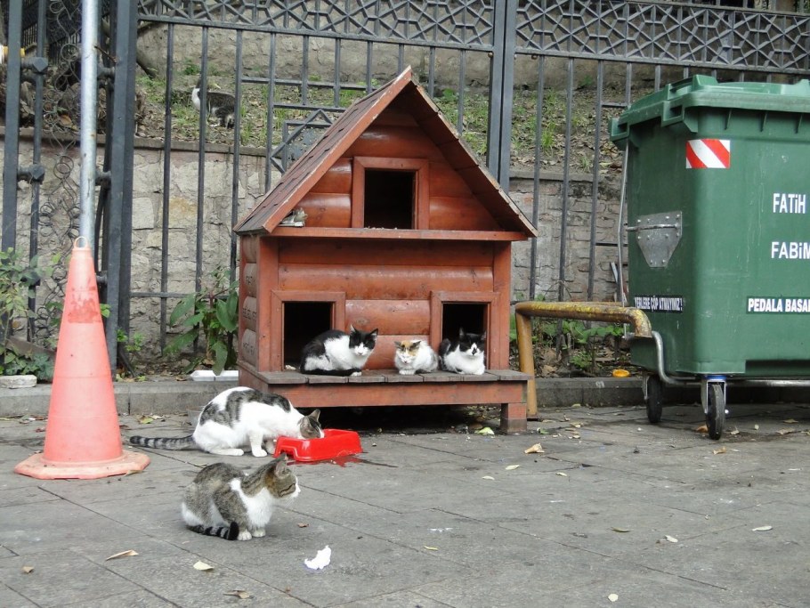 Домики для бездомных кошек