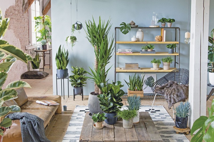 Комнатные цветы в комнате