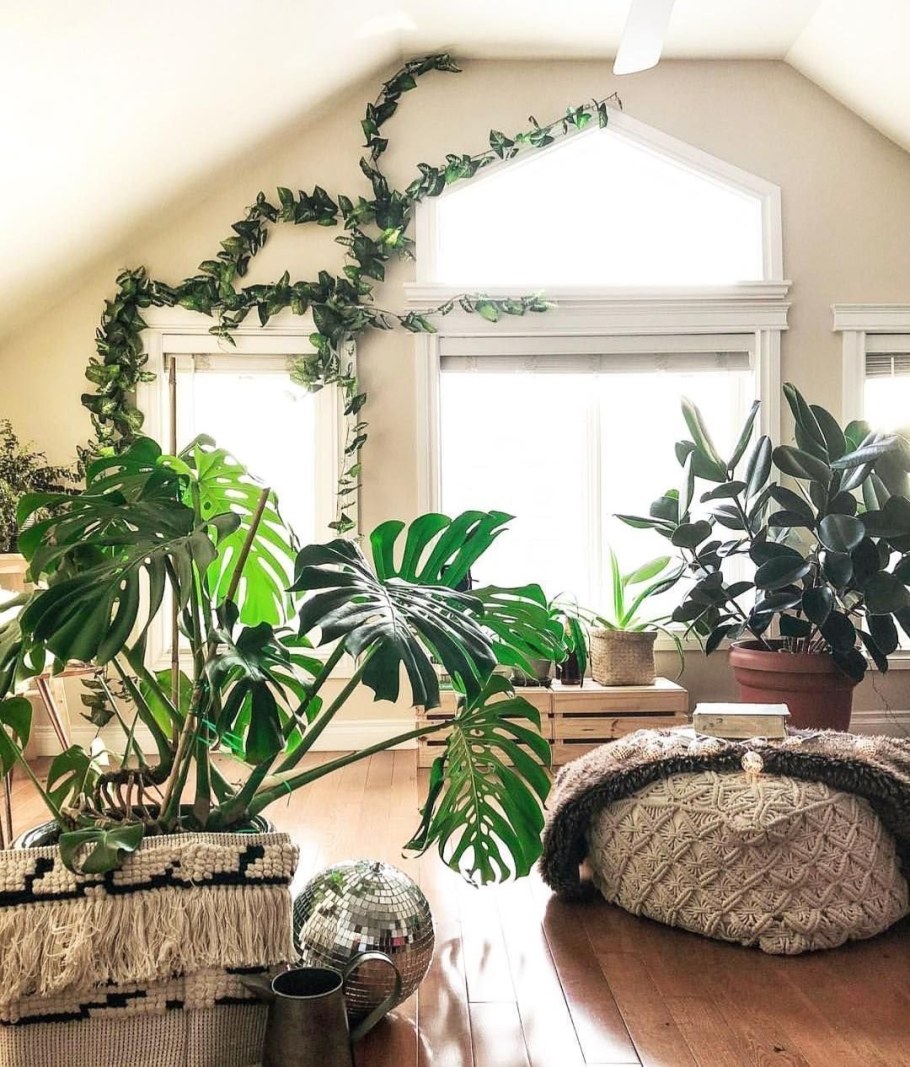 Комнатные цветы в интерьере