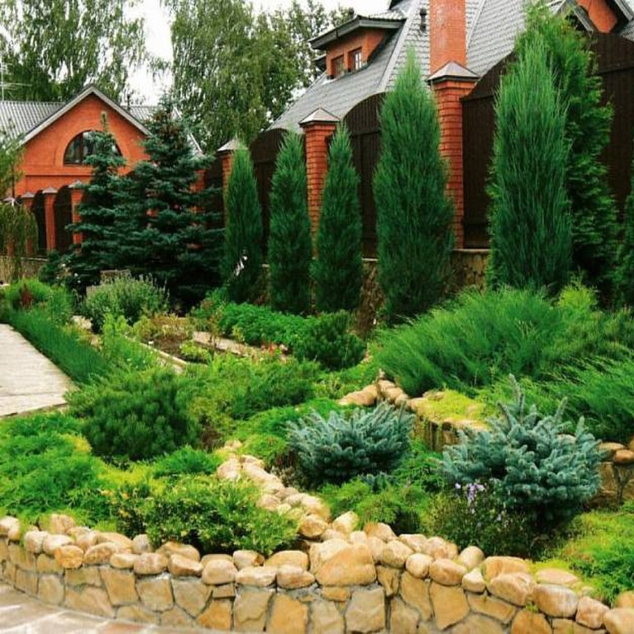 Клумба туя Хоста можжевельник