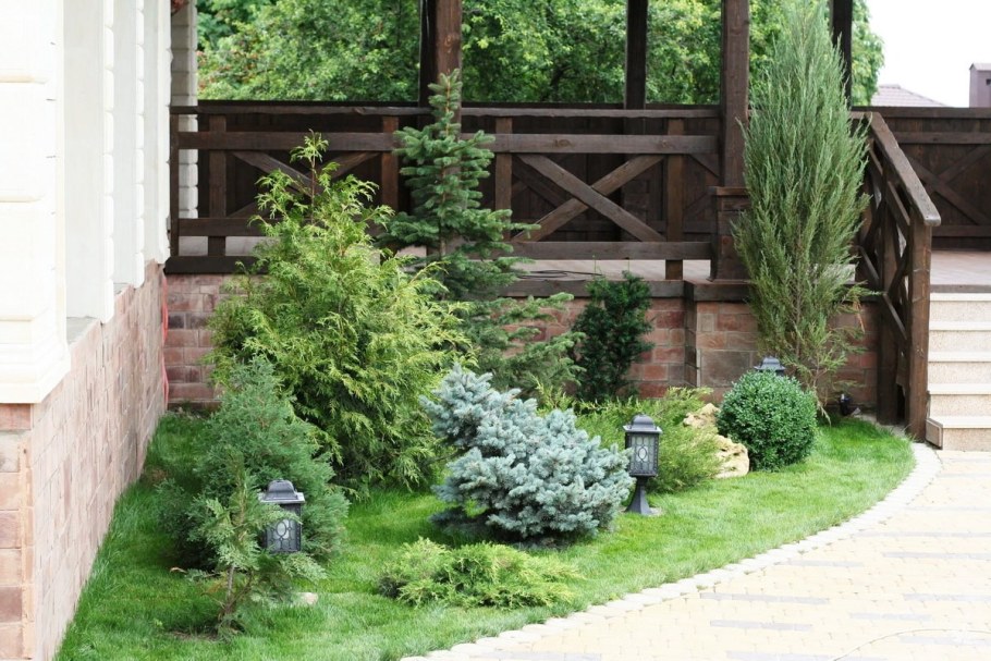 Розарий туя Даника