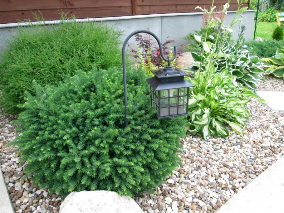 Спирея Голден принцесс бордюр