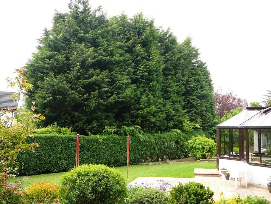 Живая изгородь каштан