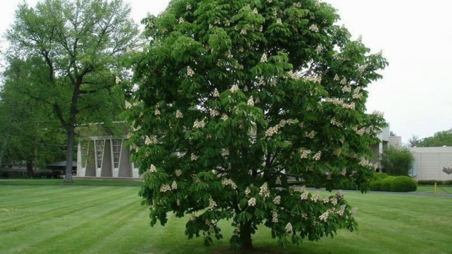 Каштан конский baumannii