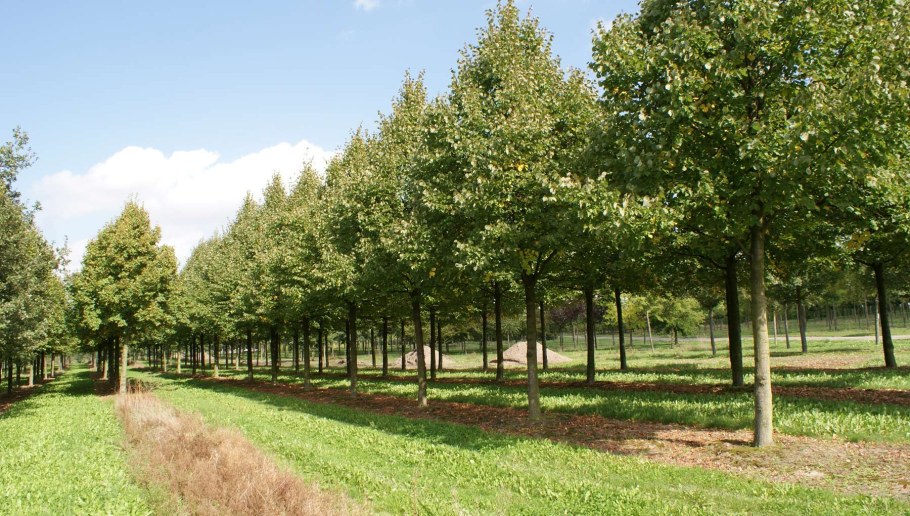 Липа мелколистная рядовая посадка