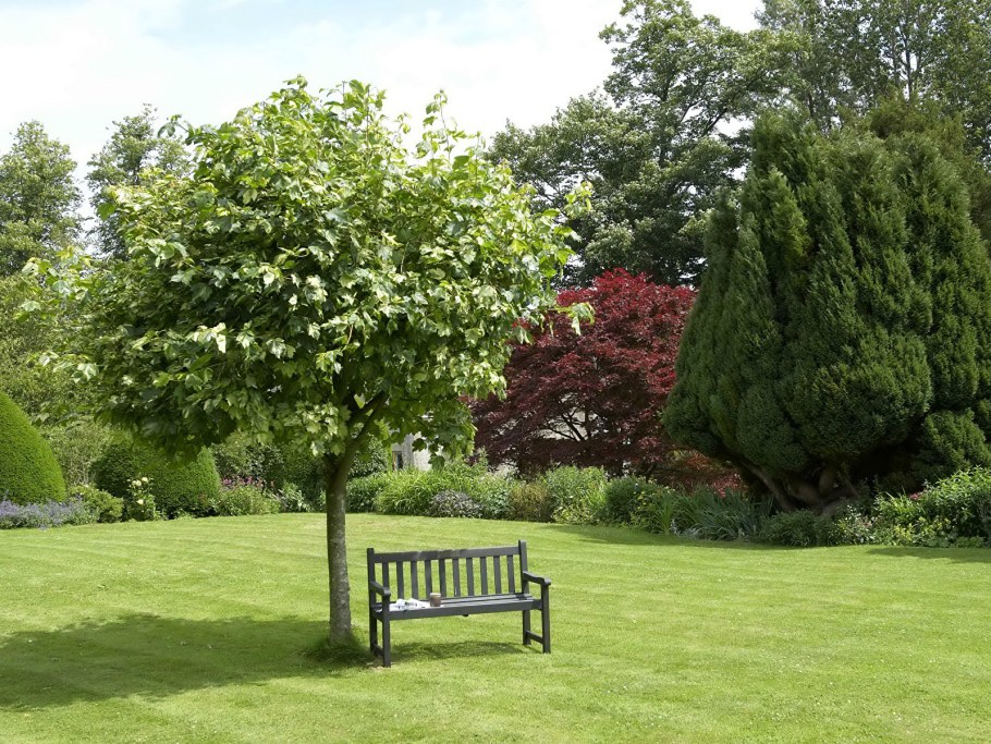 Яблоня Солитер