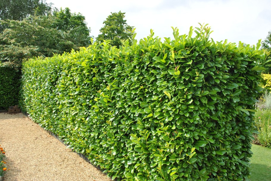 Узкий участок деревья на участке