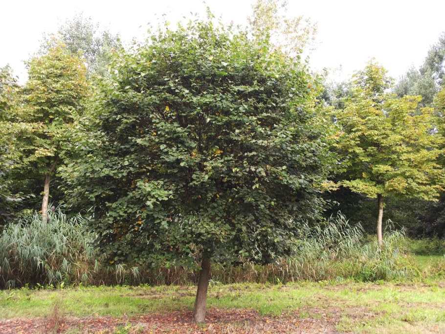 Клен остролистный Глабоза