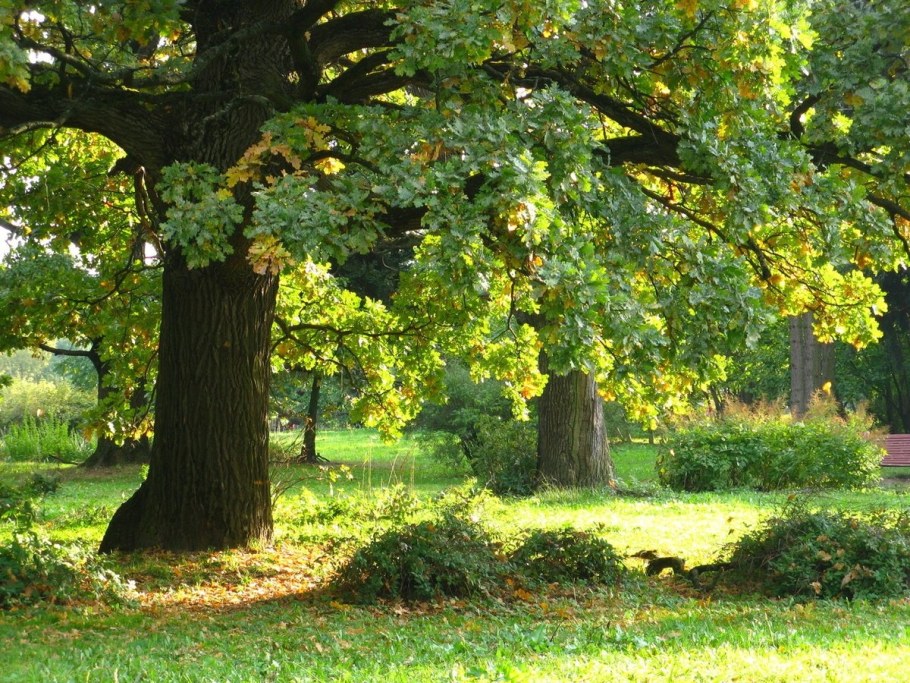 Деревья на газоне