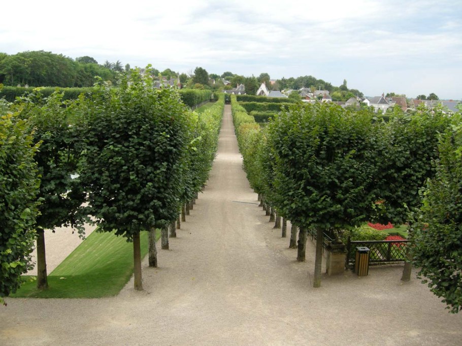 Липа мелколистная аллея