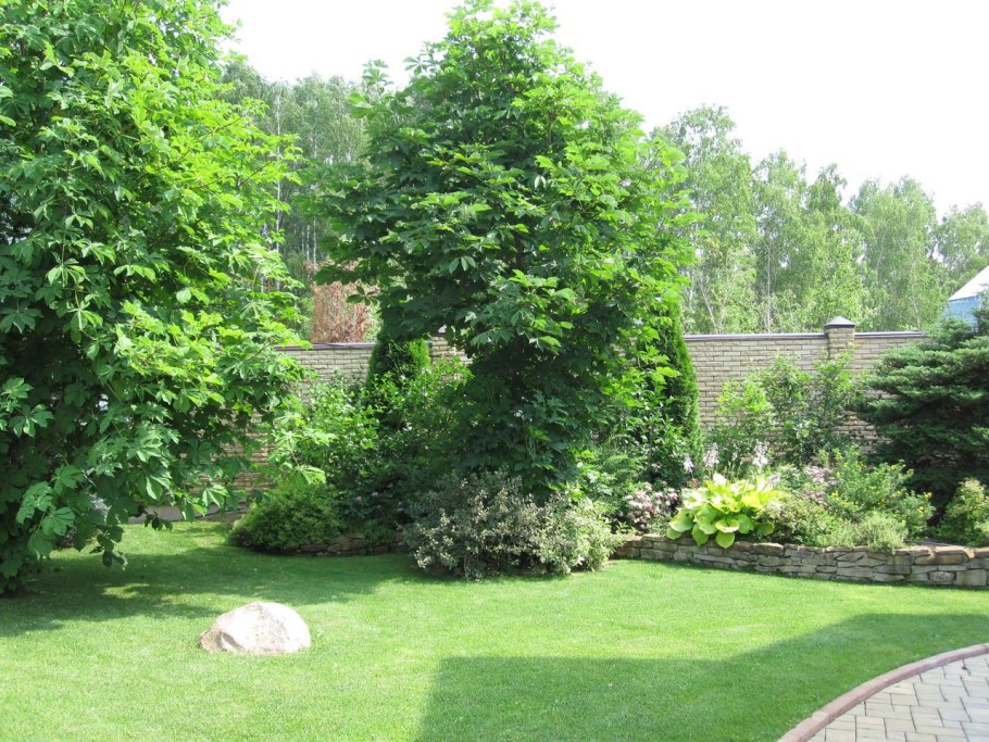 Кусты и деревья на участке