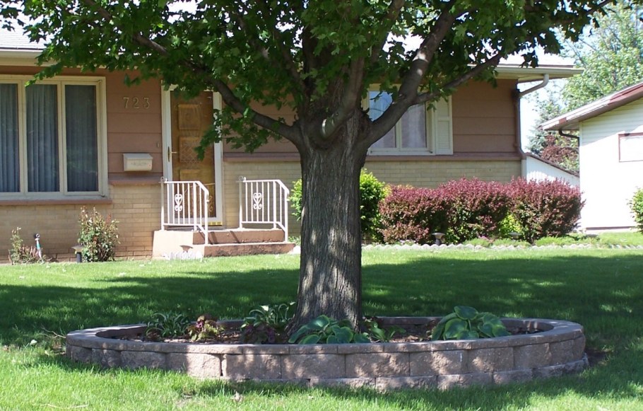 Дуб на участке