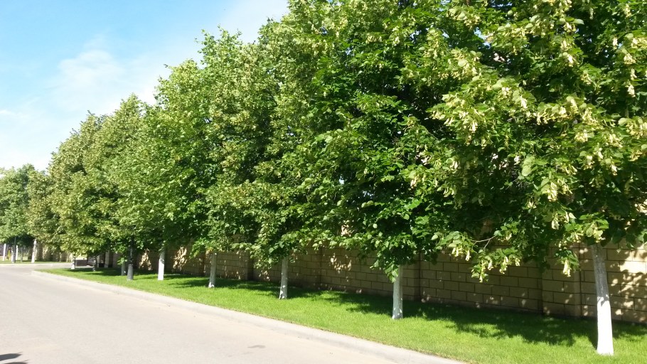 Липа мелколистная Гринспайер