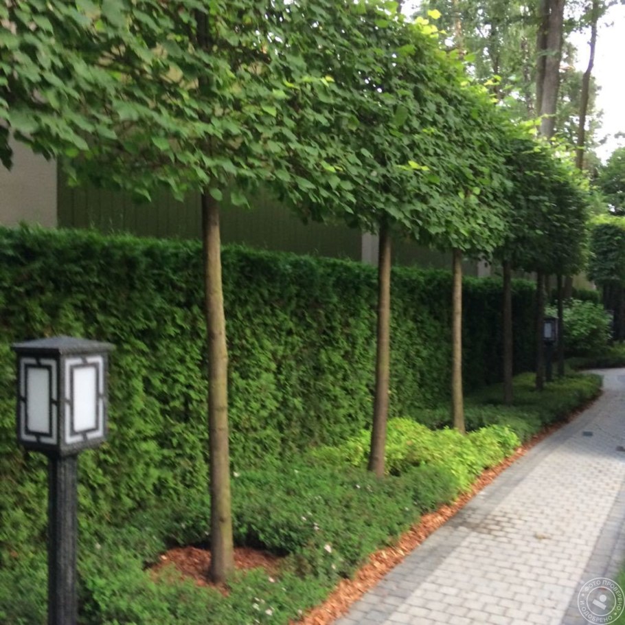 Липа мелколистная Живая изгородь