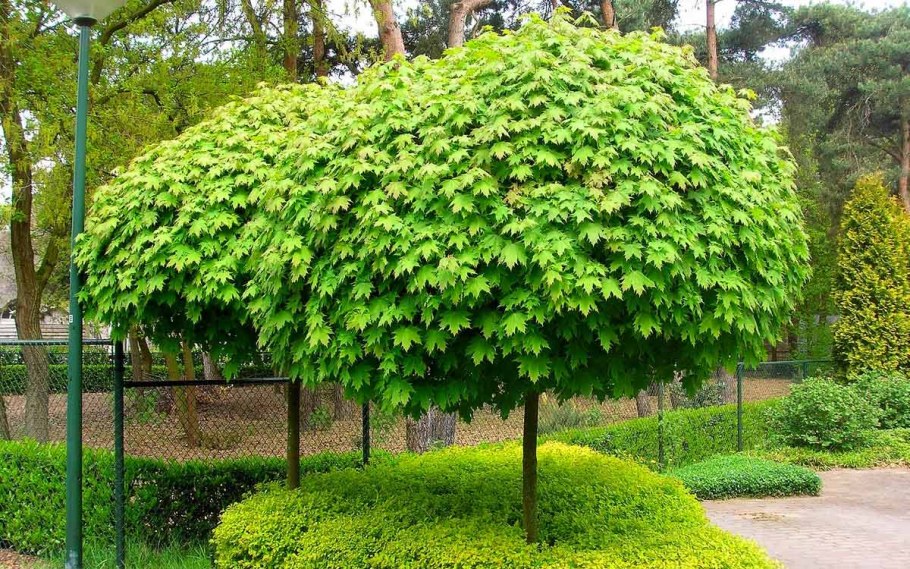 Клен остролистный Глабоза