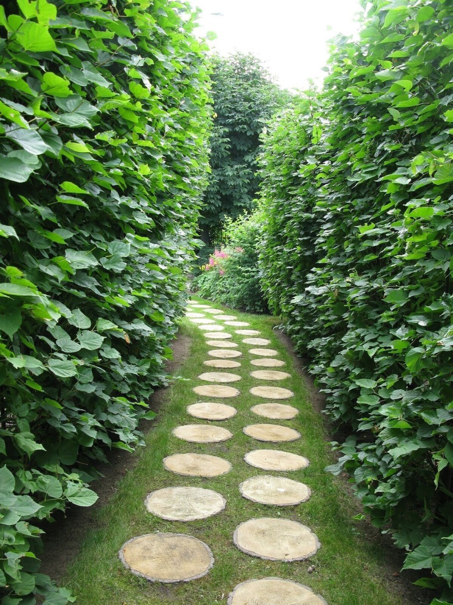 Липа крупнолистная в живой изгороди