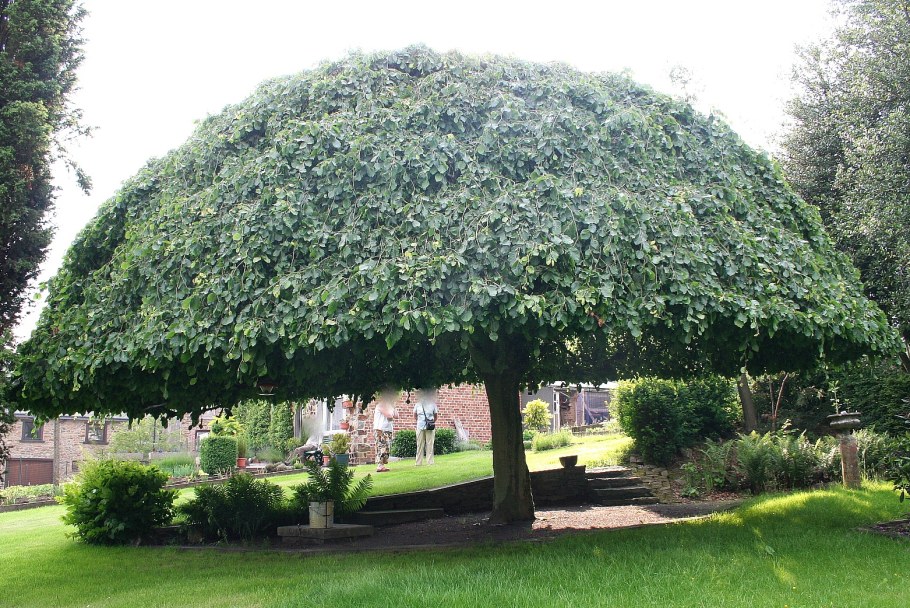 Вяз Кампердоуни