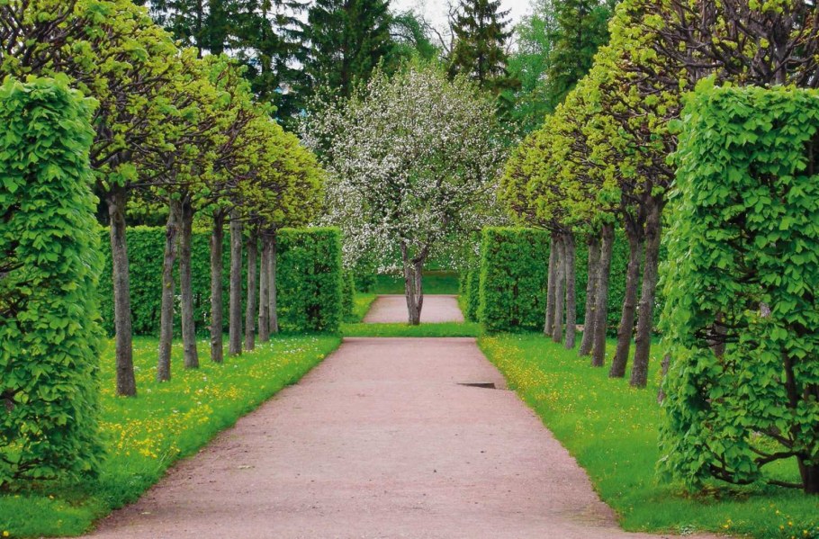 Шпалерная Живая изгородь