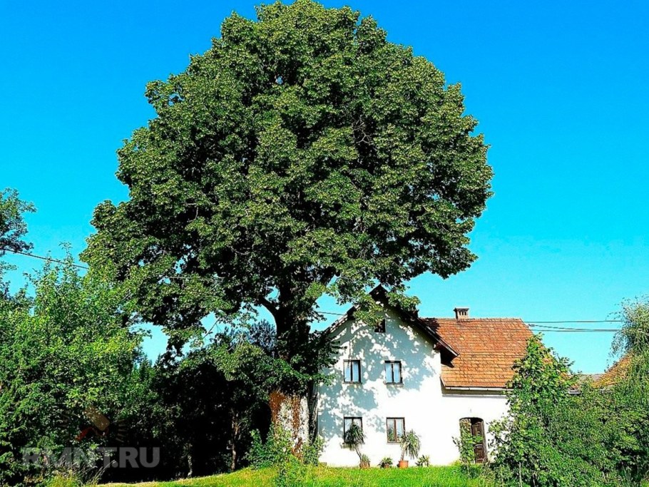 Липа высокорослое дерево