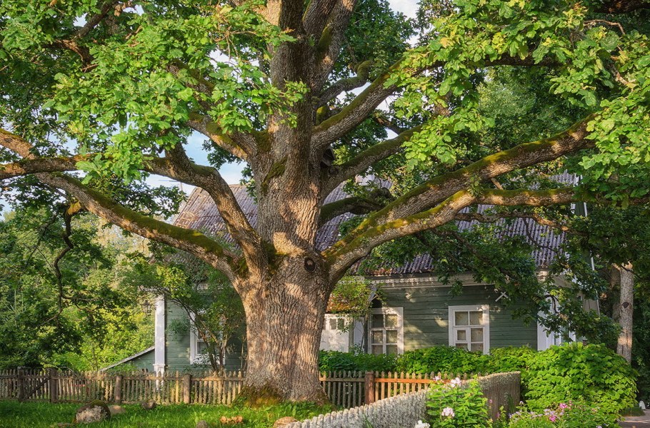 Михайловское Пушкин дуб
