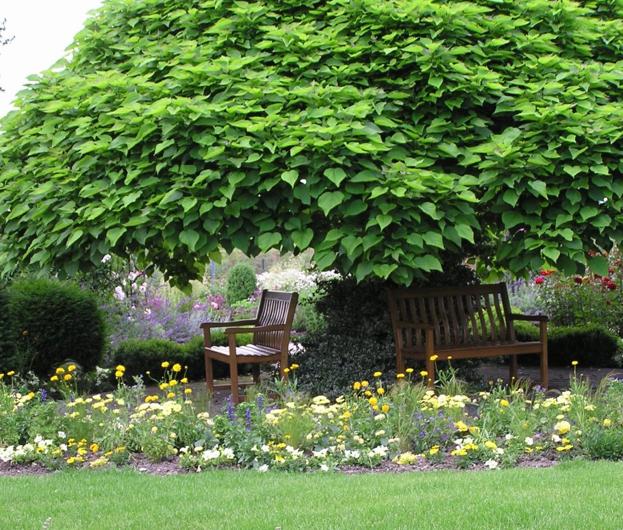 Клумба с катальпой