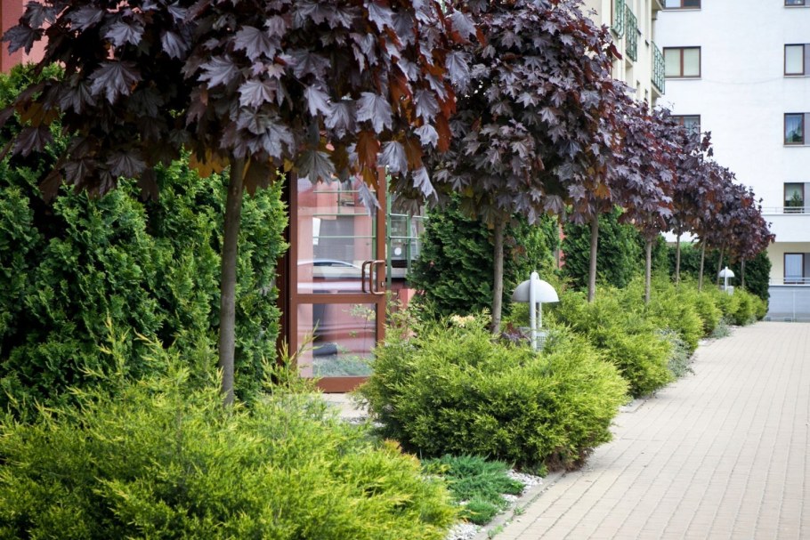 Лавровишня изгородь