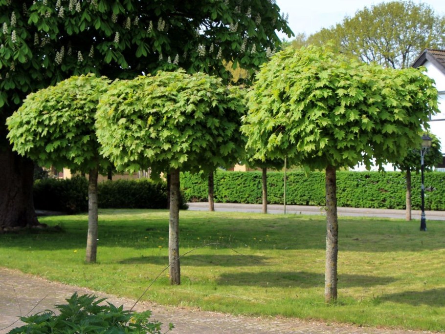Дерен и туя в живой изгороди