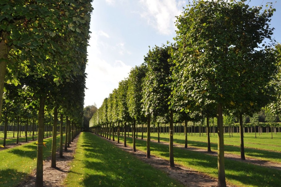 Липа мелколистная Паллида