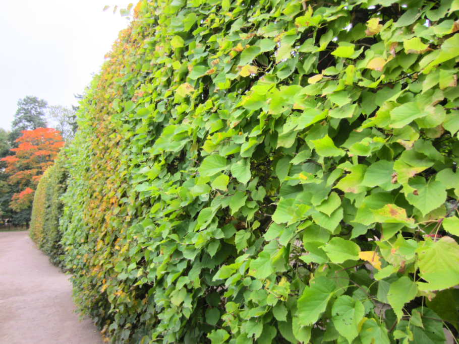 Домик в саду