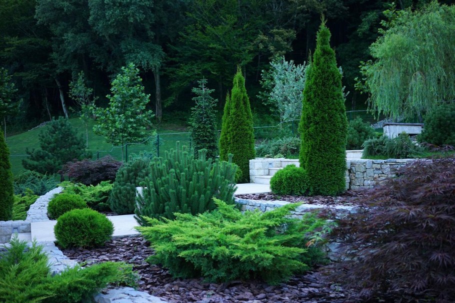 Хвойники в Лесном ландшафте